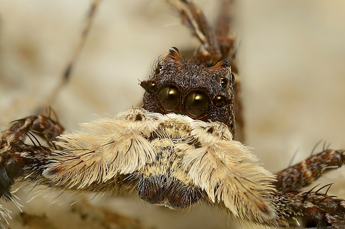 Portia labiata