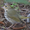 Ovenbird