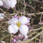 Bicolor Fanmustard