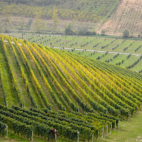 autunno nei vigneti delle Langhe di 