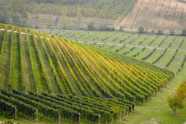 autunno nei vigneti delle Langhe di christian_taliani