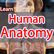 Anatomy Learning Human offline  Icon