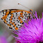 Spotted Fritillary; Doncella Tímida