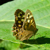 Speckled wood butterfly