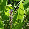 Pickerelweed