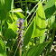 Pickerelweed