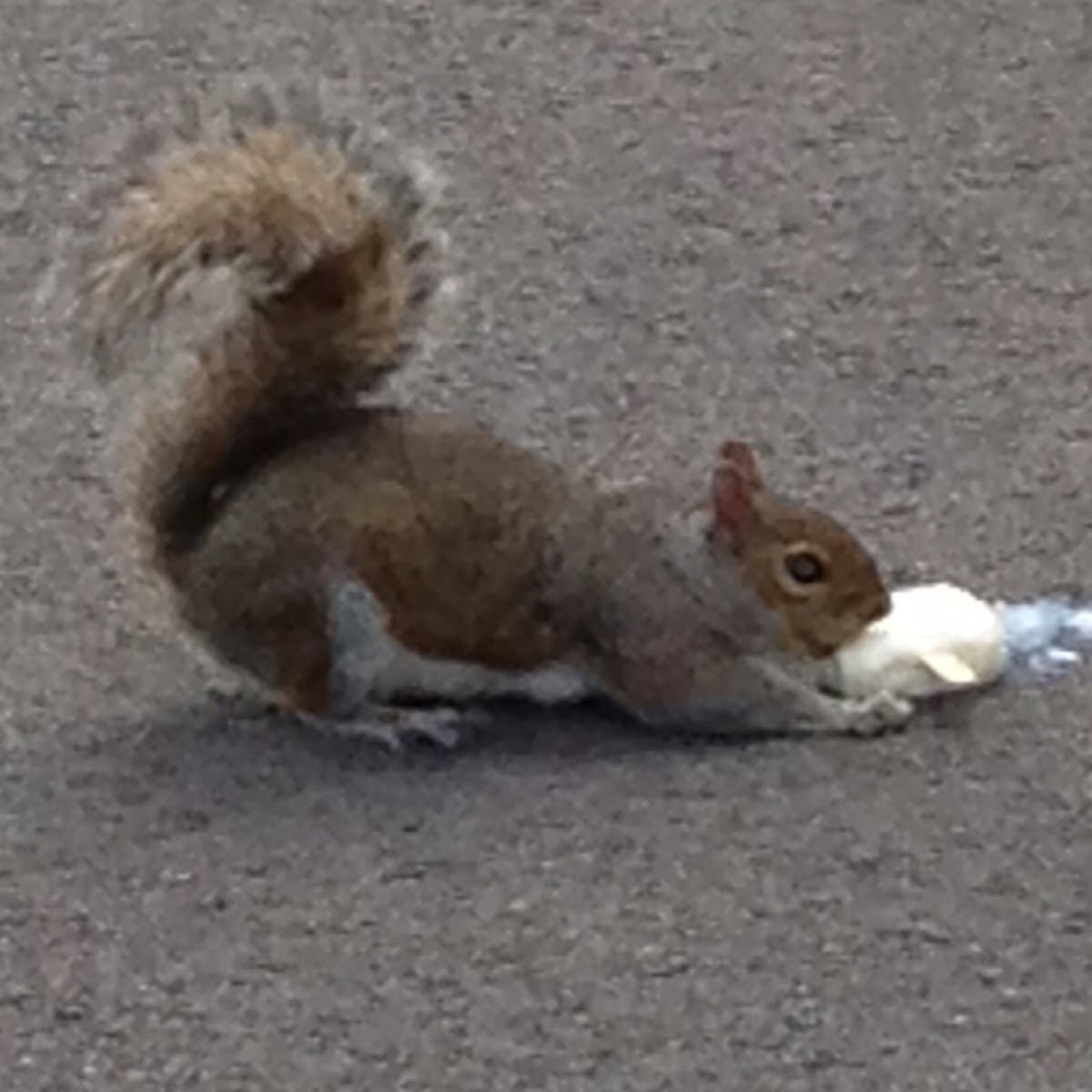 Eastern Gray squirrel