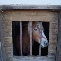 Cavallo curioso... di 