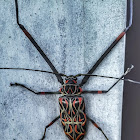 Giant Harlequin Beetle / Arlequim-da-Mata