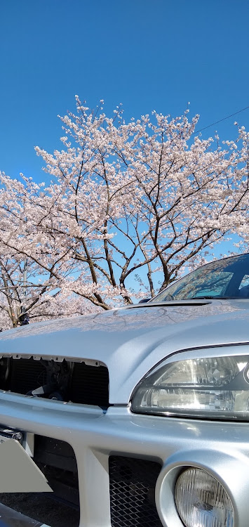 レガシィB4の桜と愛車・ドライブ・桜に関するカスタム事例の投稿画像2枚目