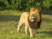 A pride of lions will be recaptured and released in Kruger park.  File photo.