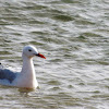 Slender-billed Gull