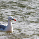 Slender-billed Gull