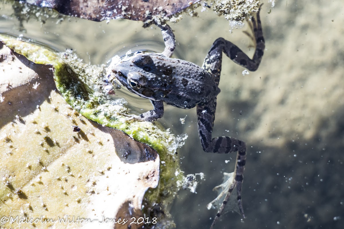 Iberian Water Frog