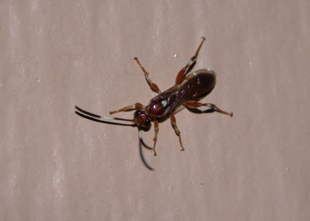 Ichneumon Wasp