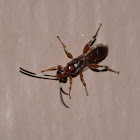 Ichneumon Wasp