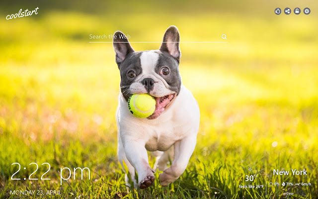 French Bulldog HD Wallappers Dogs and Puppies