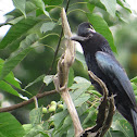 Greater Racket Tailed Drongo