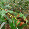 Bitter cherry gall mites