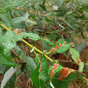 Bitter cherry gall mites