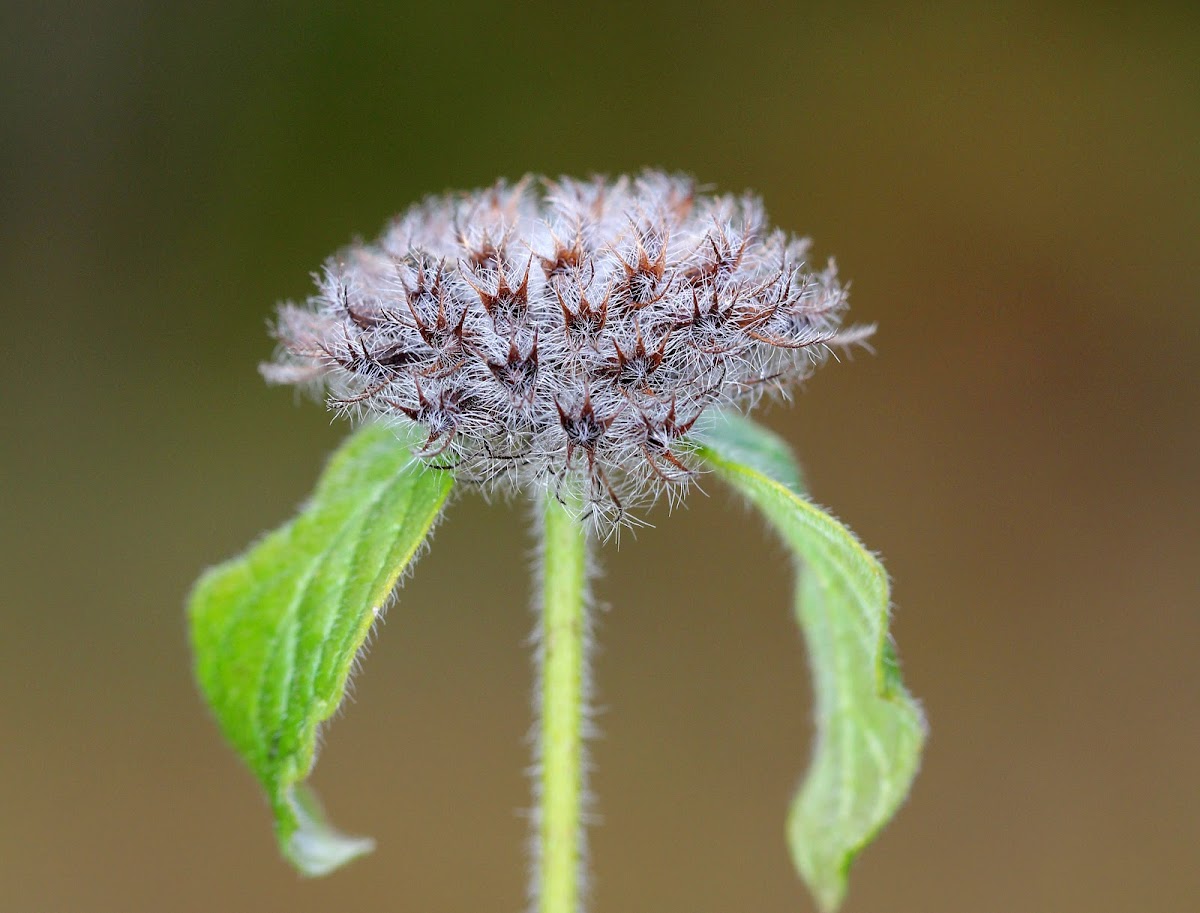 Wild Basil