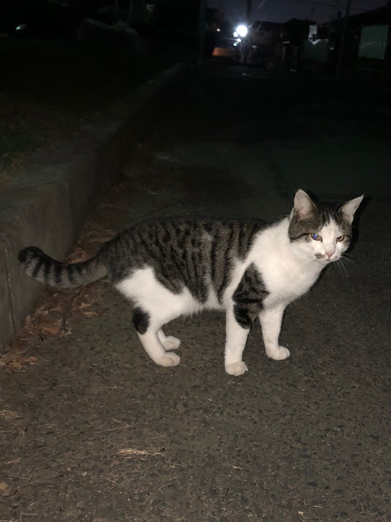 ジムニーのリーフ交換・farm type-s・おっきいナニか・愛猫紹介に関するカスタム事例の投稿画像3枚目