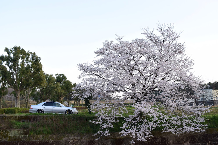 セルシオのコロナウイルスに負けるな・桜と愛車に関するカスタム事例の投稿画像7枚目