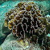 Blade Fire Coral