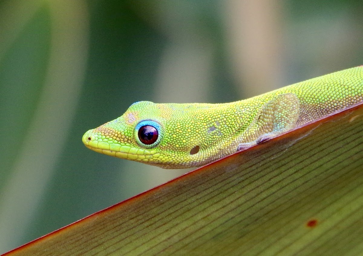 Gold Dust Day Gecko