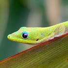 Gold Dust Day Gecko