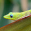 Gold Dust Day Gecko