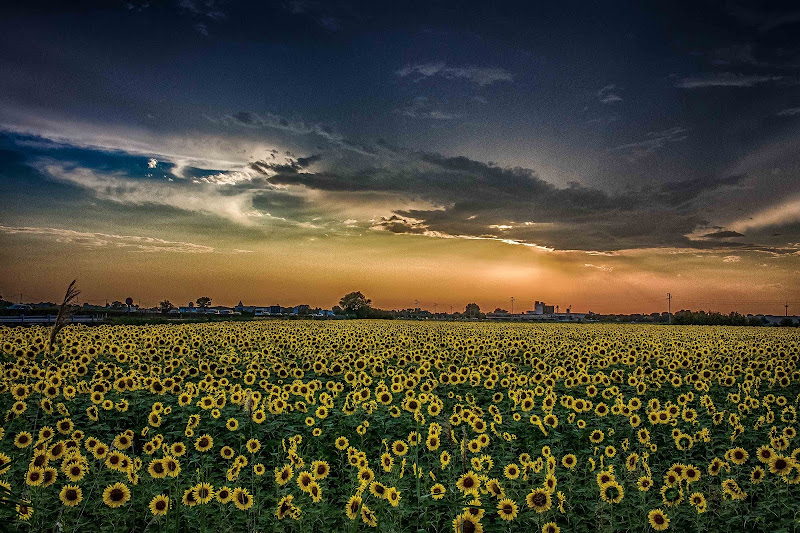 in estate fioriscono i girasoli di utente cancellato