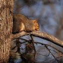 Fox Squirrel