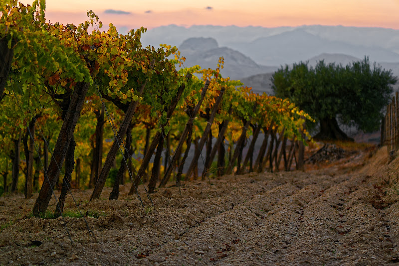 After the harvest di Yasis