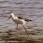 Black-winged Stilt; Cigüeñuela