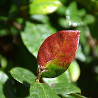 Wet Leaf di 