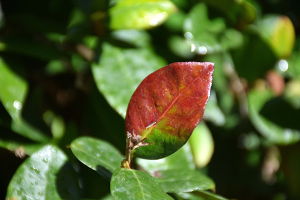 Wet Leaf di MattiaMorganti