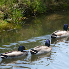 Mallards