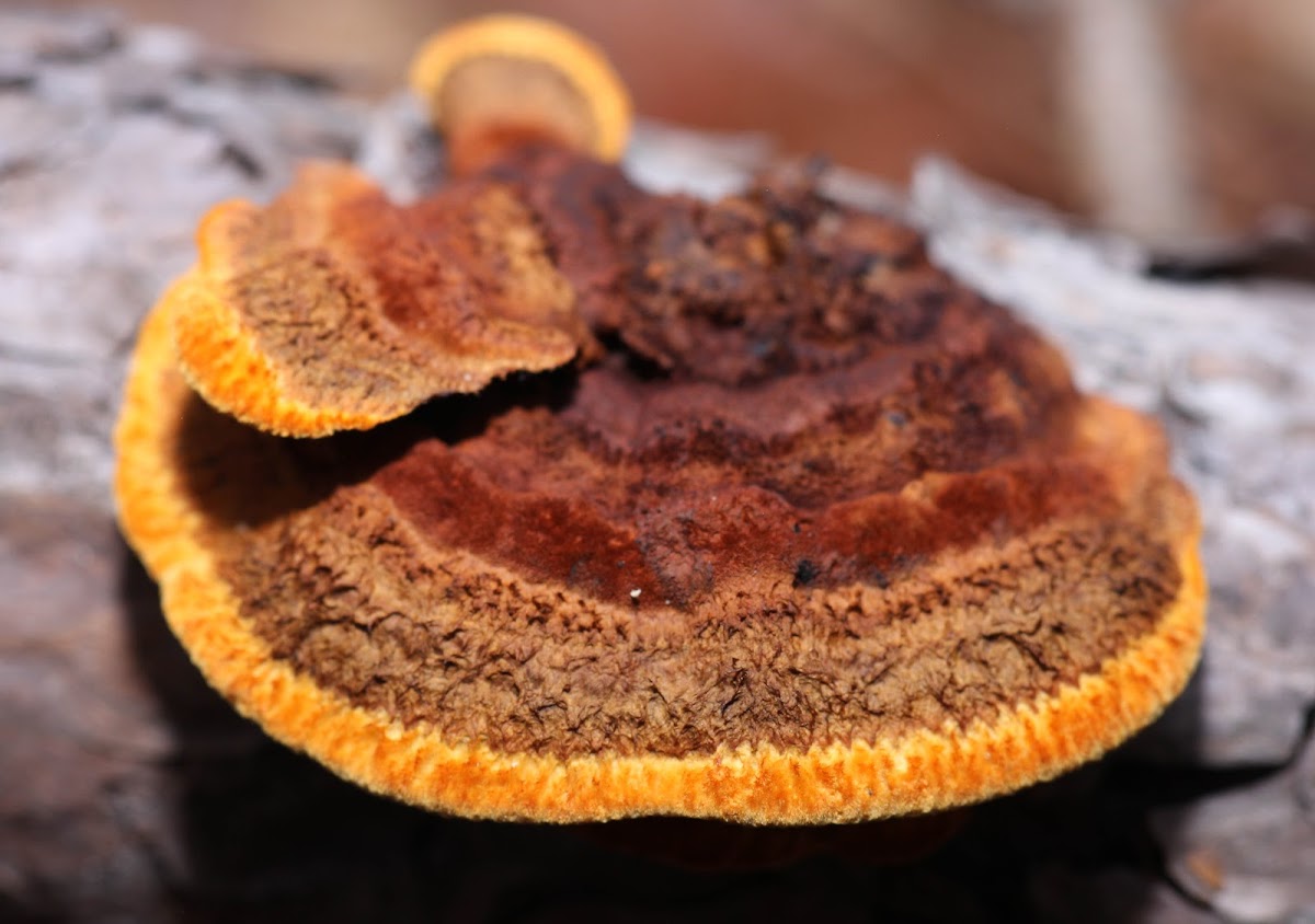 Rusty Gilled Polypore