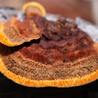 Rusty Gilled Polypore