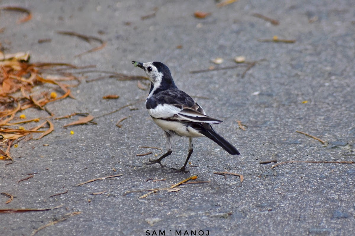 White Wagtail