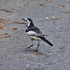 White Wagtail