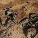 Mountain Patch-nosed Snake