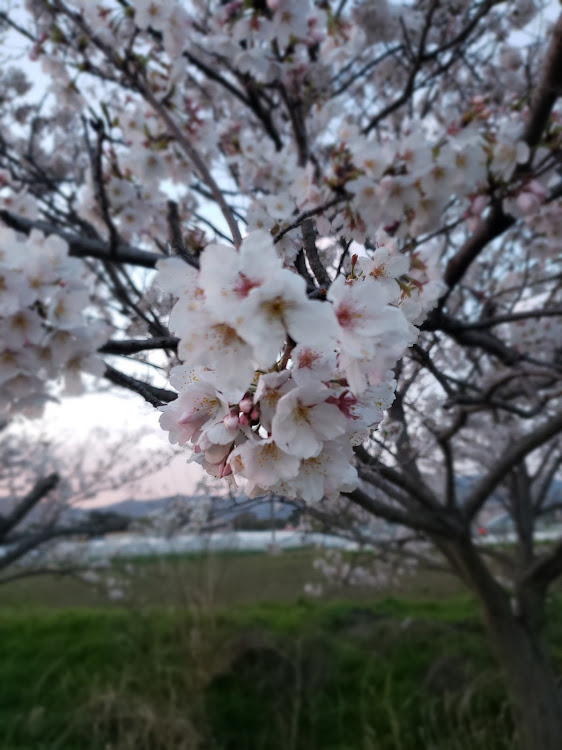 ちゃーあるさんが投稿した桜とコラボ・桜・サクラと愛車・とりあえず元気です・桜が満開🌸に関するカスタム事例の投稿画像8枚目