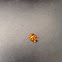 Multicolored Asian lady beetle