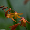 yellow/orange flowers