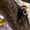 Black-naped Oriole