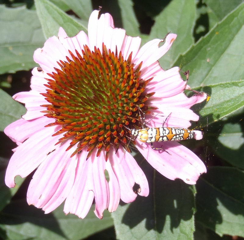 Ailanthus webworm moth