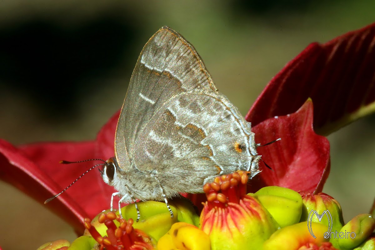 Yojoa Scrub-Hairstreak