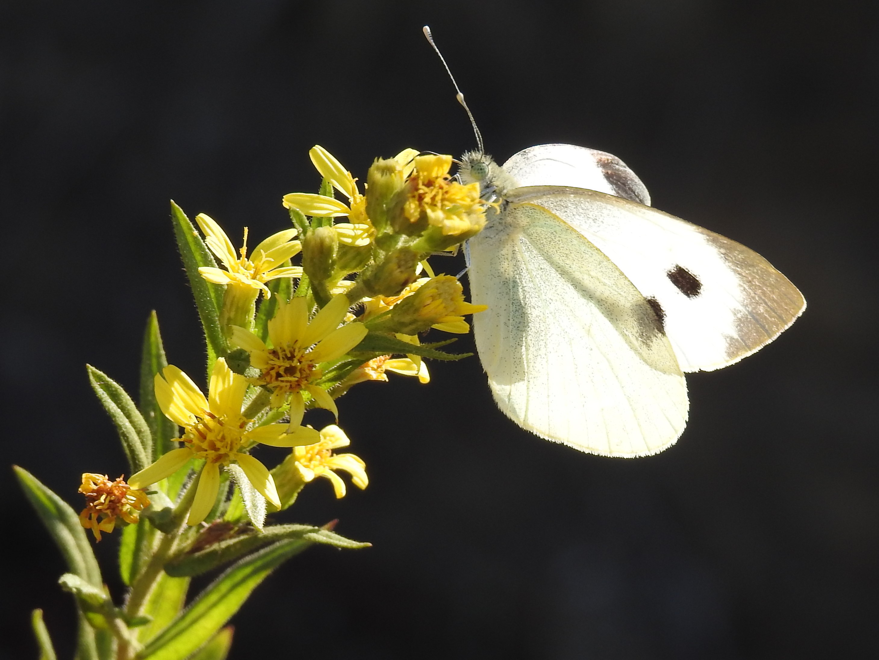 farfalla sul fiore di luciano55